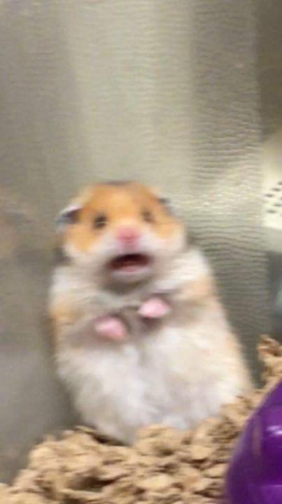Giom L