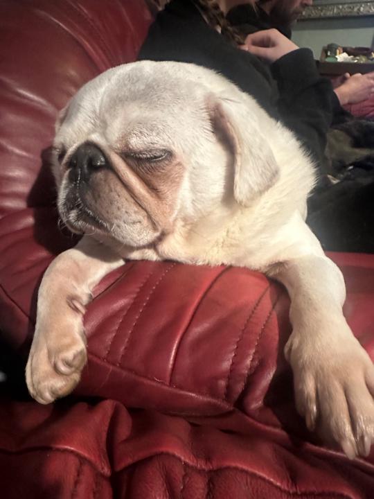 Roxanne Rollercoaster