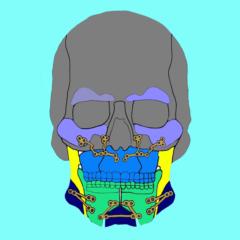 Morphogenist Dr