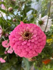 Marielle van der Burg