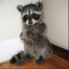 Danny Wyd