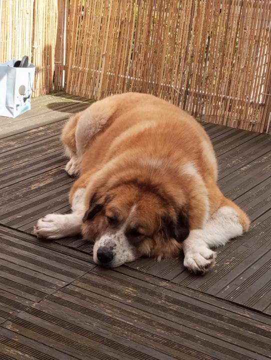 Claudia Fotinopoulos