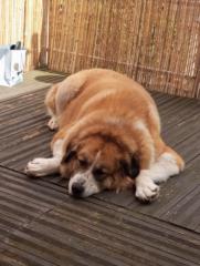 Claudia Fotinopoulos