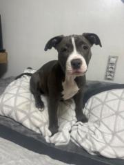 Ricardo Andres Gonzalez Niño