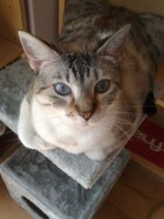 Rosa Blanca Carnicer