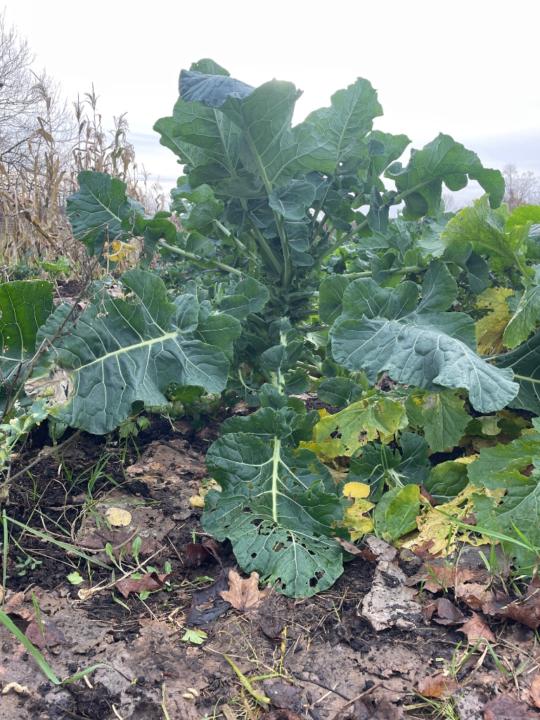 Helle Solvang Solvang