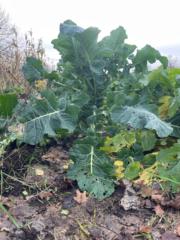 Helle Solvang Solvang