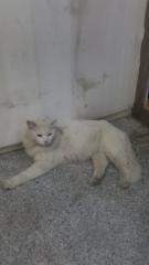 Amjad Deeb