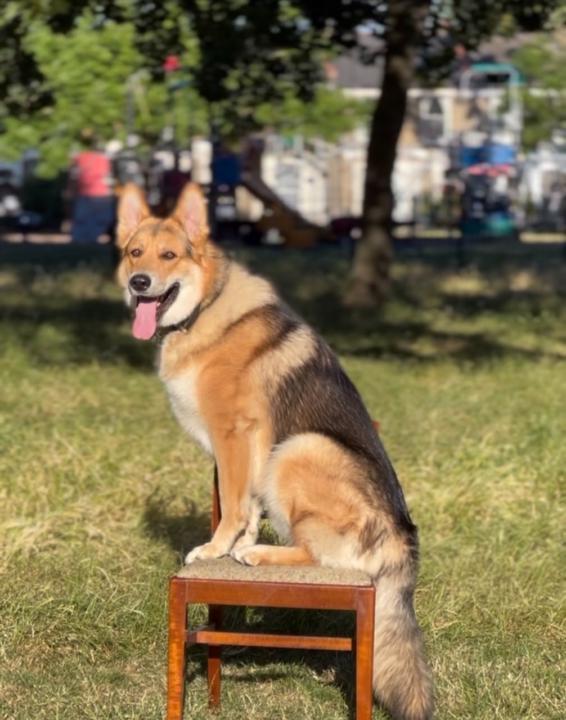 Welcome to the Pack!