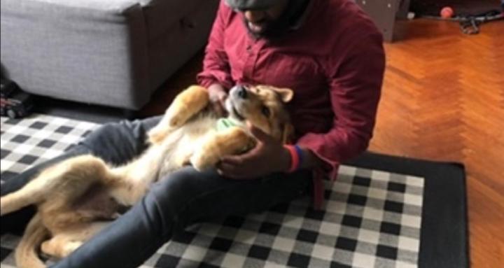 Living with a reactive wolfdog