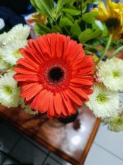 Dulce Maria Ríos Barajas