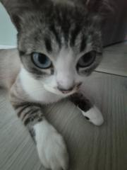 Iacob Maria Ştefana