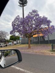Jacques Louw