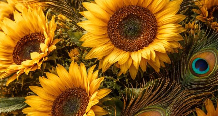Girasoles