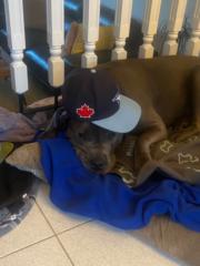 Mickael Deslongchamps