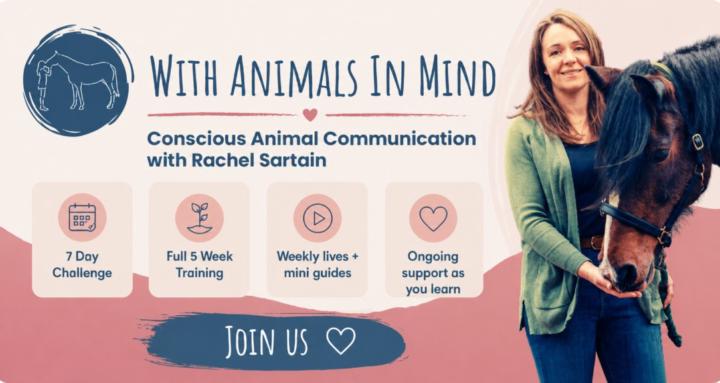 With Animals In Mind