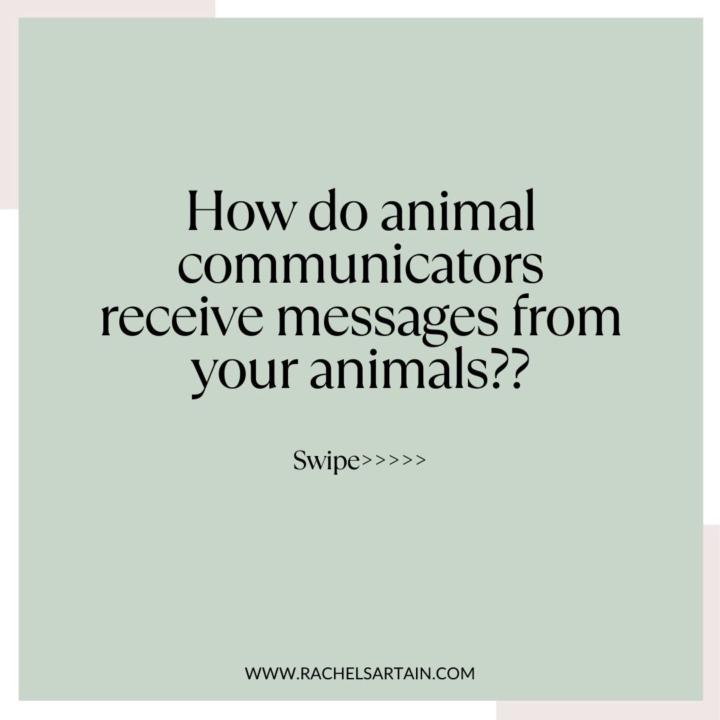 How is it that animal communication works? How do we sense animals energy?