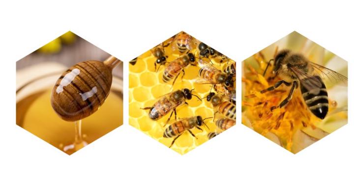 The Beehive Project