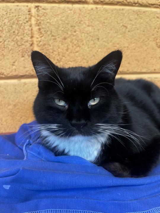 Linda Hernández