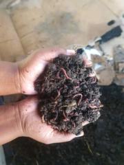 Siphamandla Mthethwa