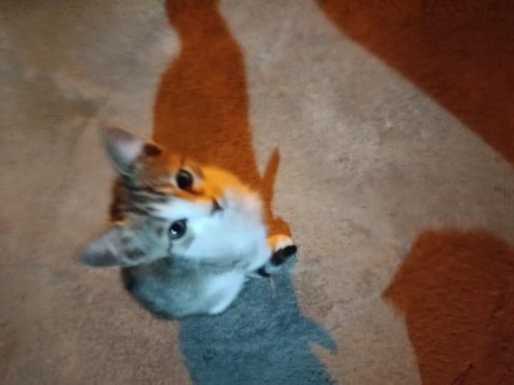 Berfin Kekeç