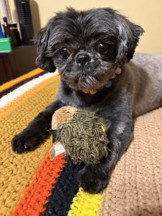 Stella the shihtzu