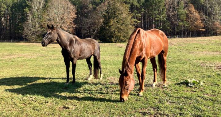 Horsekeeping 101